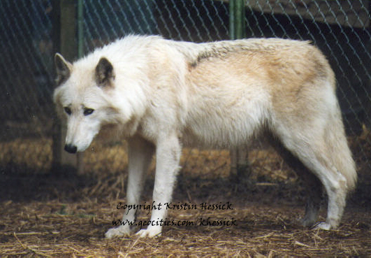 Pregnant Wolves 81