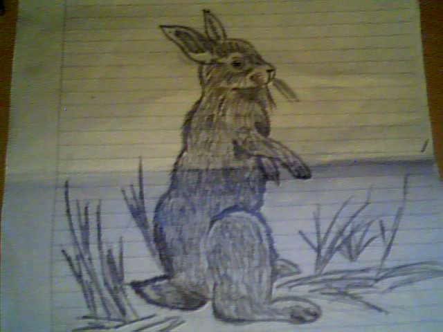 bunny_drawing_by_tharealg2-d5erqg0.jpg