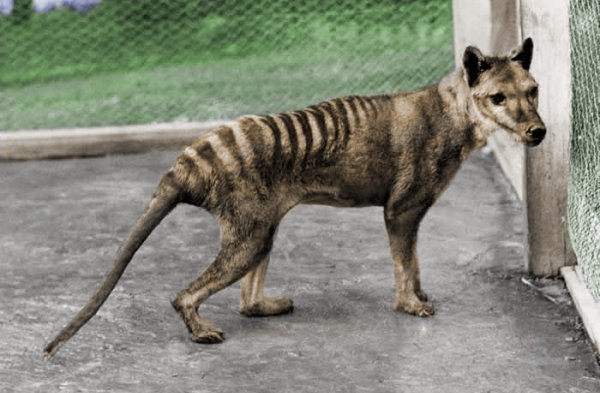 thylacine___recolored_by_classicalguy-d5fv43z.jpg