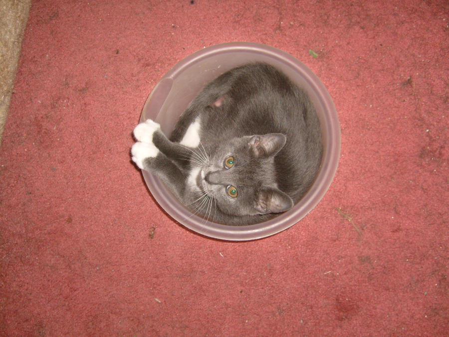 Kitten In A Bowl 1 by TaintedKayla on deviantART