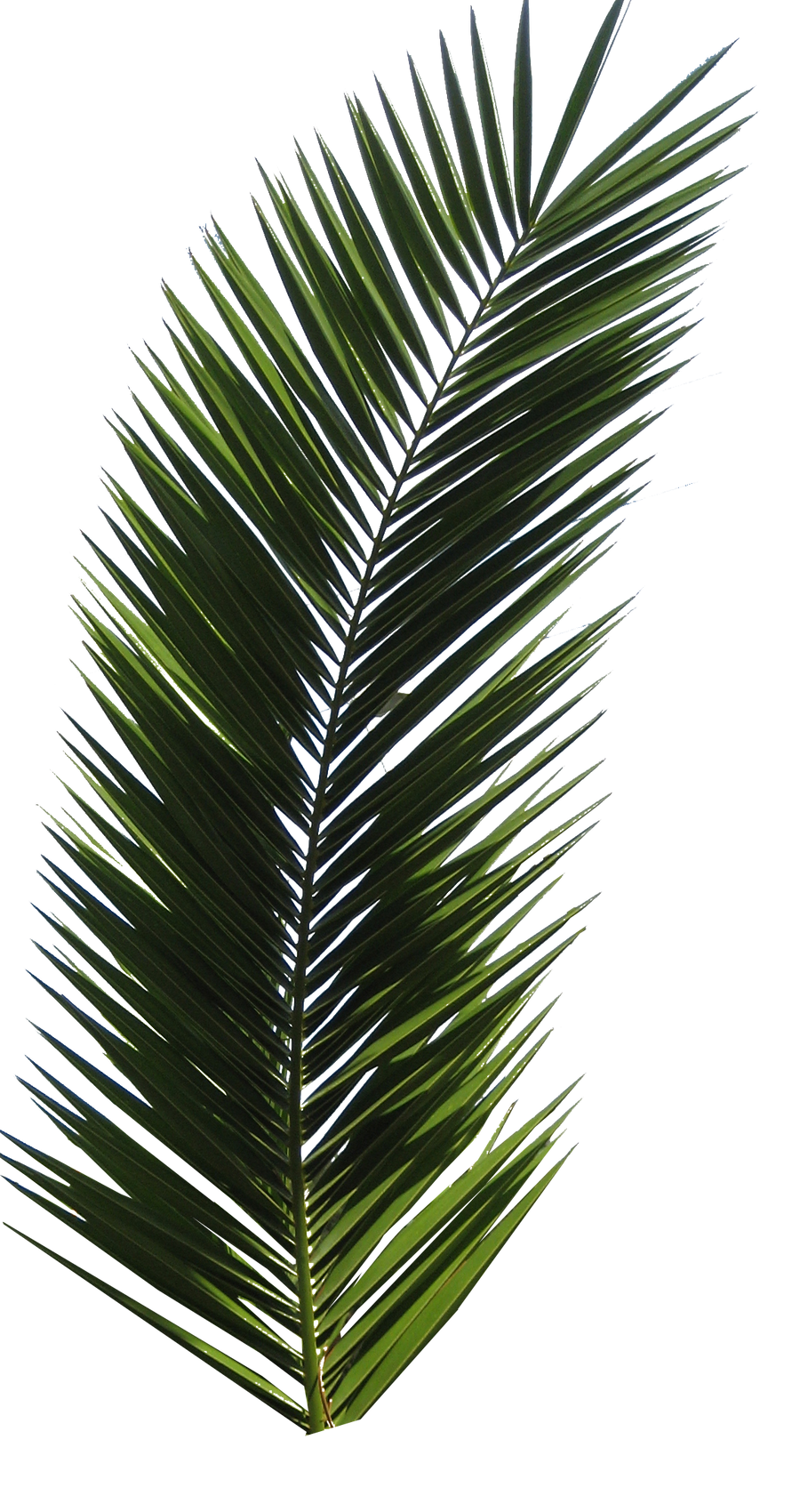 Palm Tree Tube Stock VI PNG by digitaltwist on DeviantArt