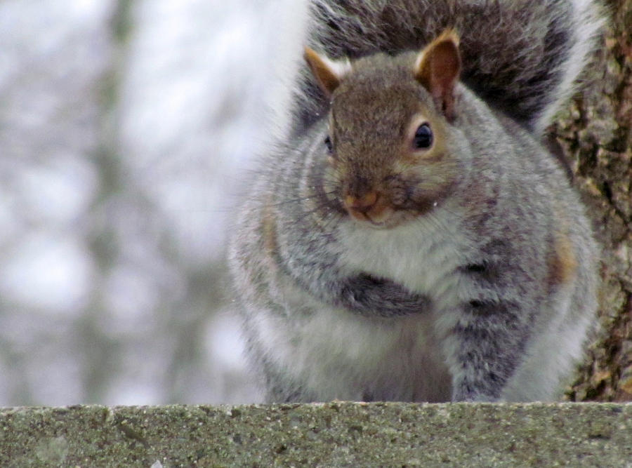 Fat Squirrel Pictures 106