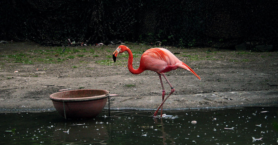 Wild Animal Flamingo Brussels Zoo wallpaper 