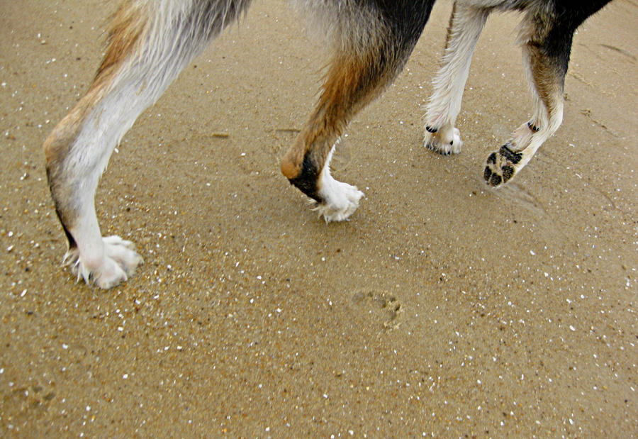paws_on_the_sand_by_deeplydementddalibar-d3gmp37.jpg