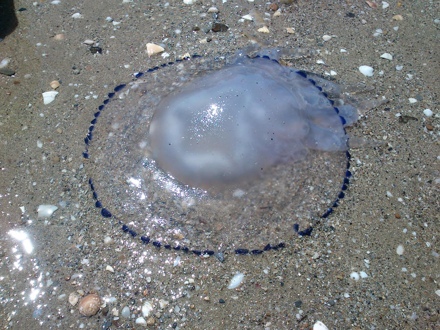Черно море остана без риба! Замърсяването е привлякло хищни медузи!