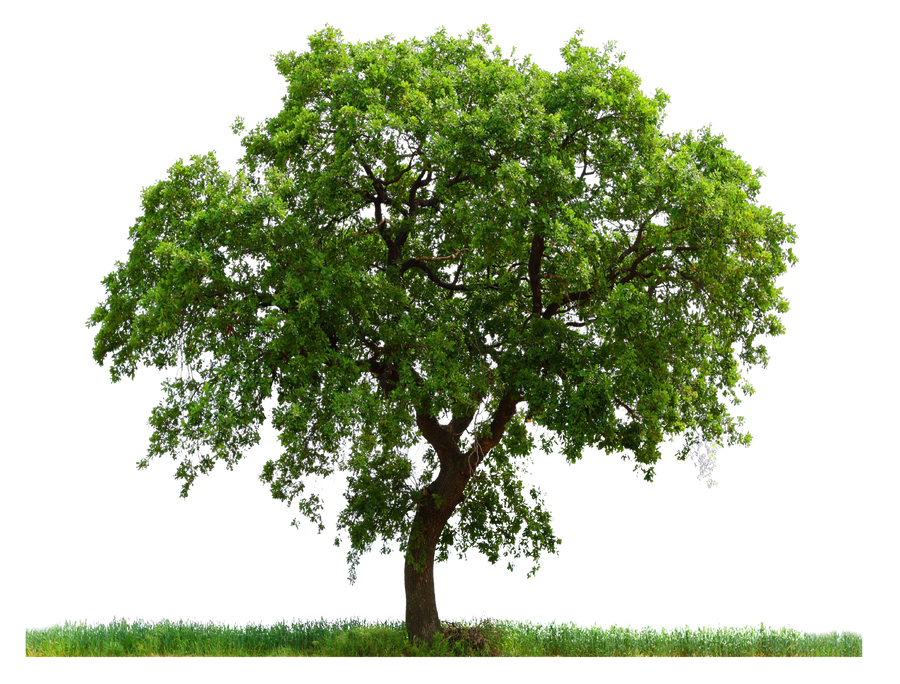 png_tree_ab_by_paradise234-d5gy7ul.png