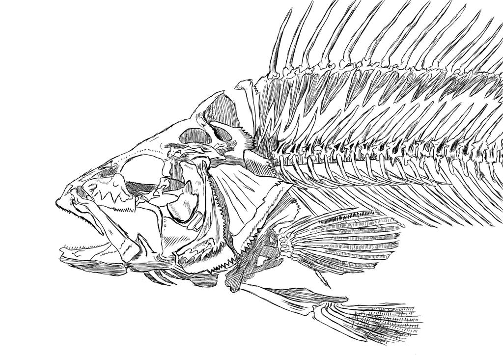 free clip art fish skeleton - photo #38