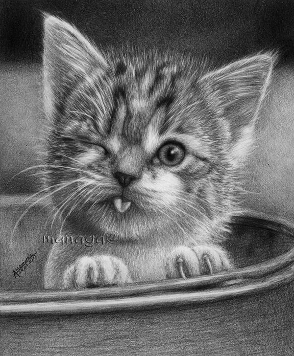 kitty_by_waderra-d5ykqtu.jpg
