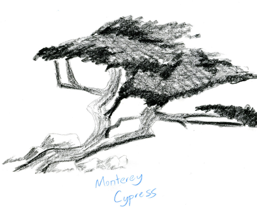 clip art cypress tree - photo #39