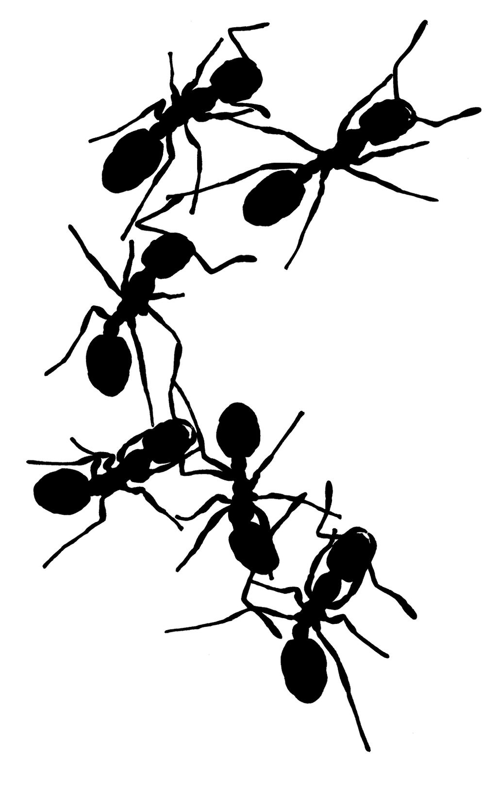 queen ant clipart - photo #36