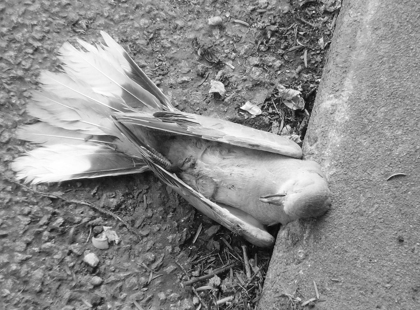 A Dead Pigeon
