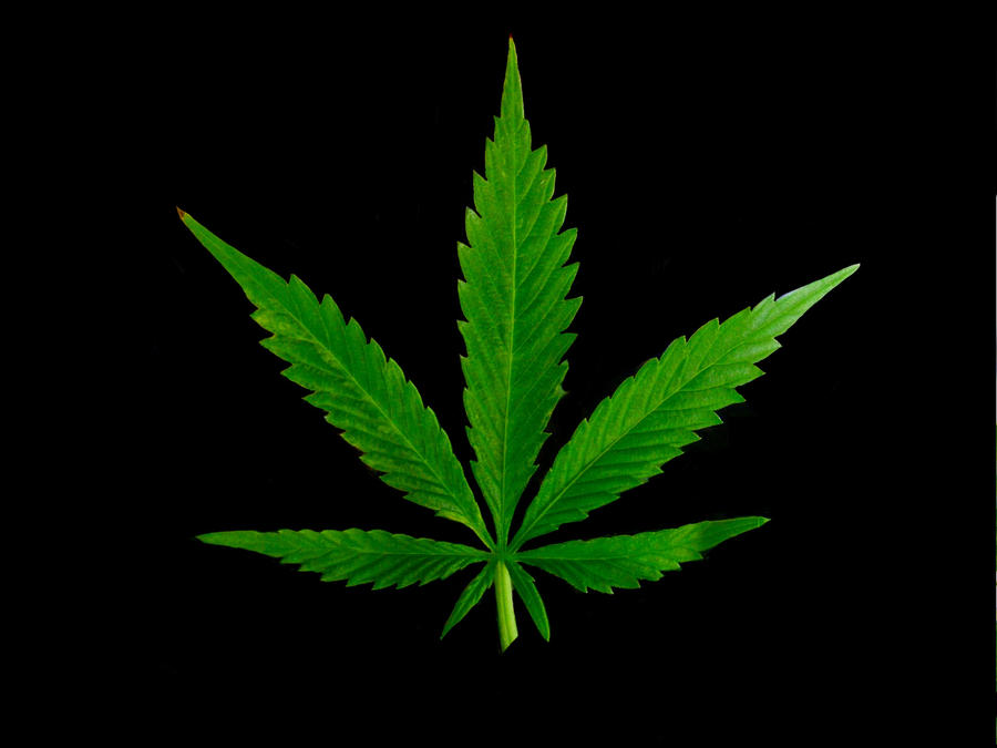 Marijuana Leaf by SLJones-photo on DeviantArt