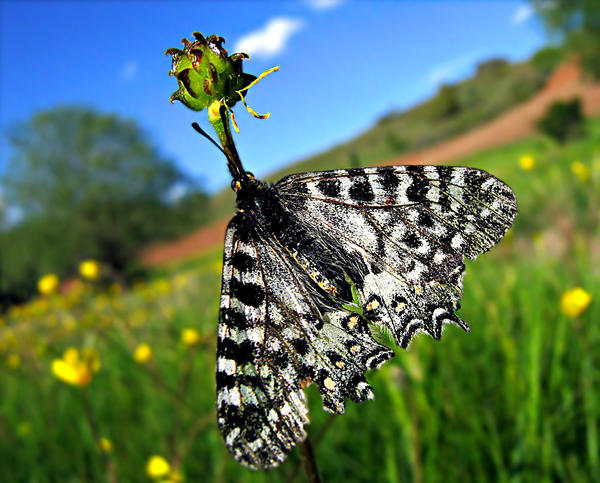 butterfly_3_by_hugara.jpg