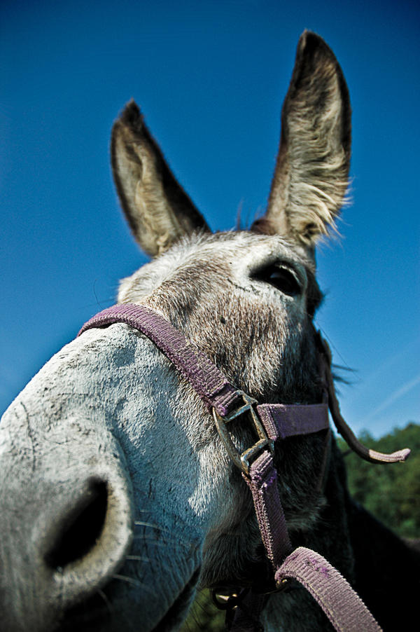 Donkey_by_Tom_Mosack.jpg
