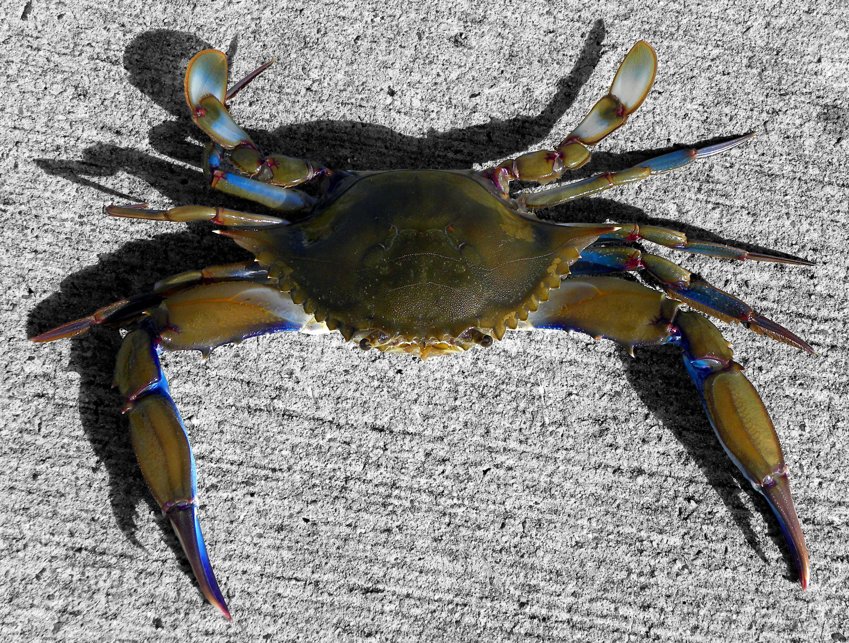 Blue Claw Crab Pictures ~ Maryland Blue Claw Crab | Bodaswasuas