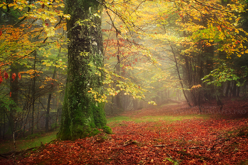 DeviantArt tumblr — French photographer Florent Courty is 19. He...