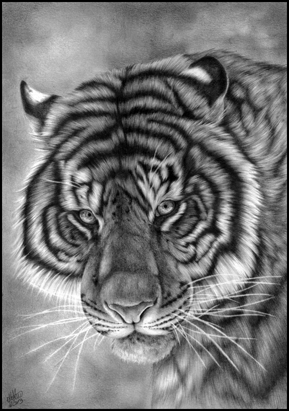 Black and White -Artwork- Contest Winners! by animal-portraits on ...
