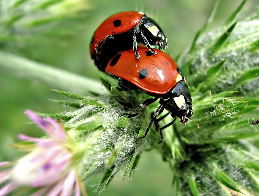 ladybug_2205_by_hugara-d33l4v2.jpg