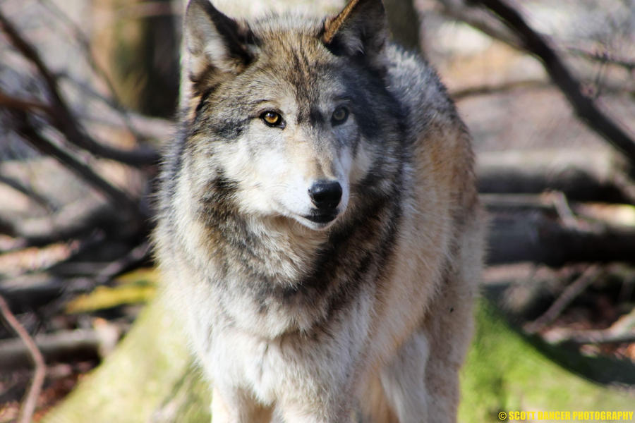 tundra wolf by daabbot on DeviantArt