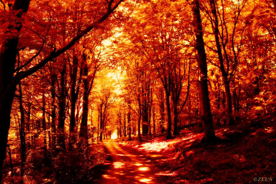 Forever Autumn. by ZEUS1001 on DeviantArt