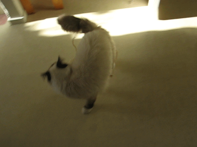 spinning_cat_by_pandaphobia-d5wehvx.gif