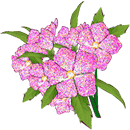 Purple Flowers by kmygraphic