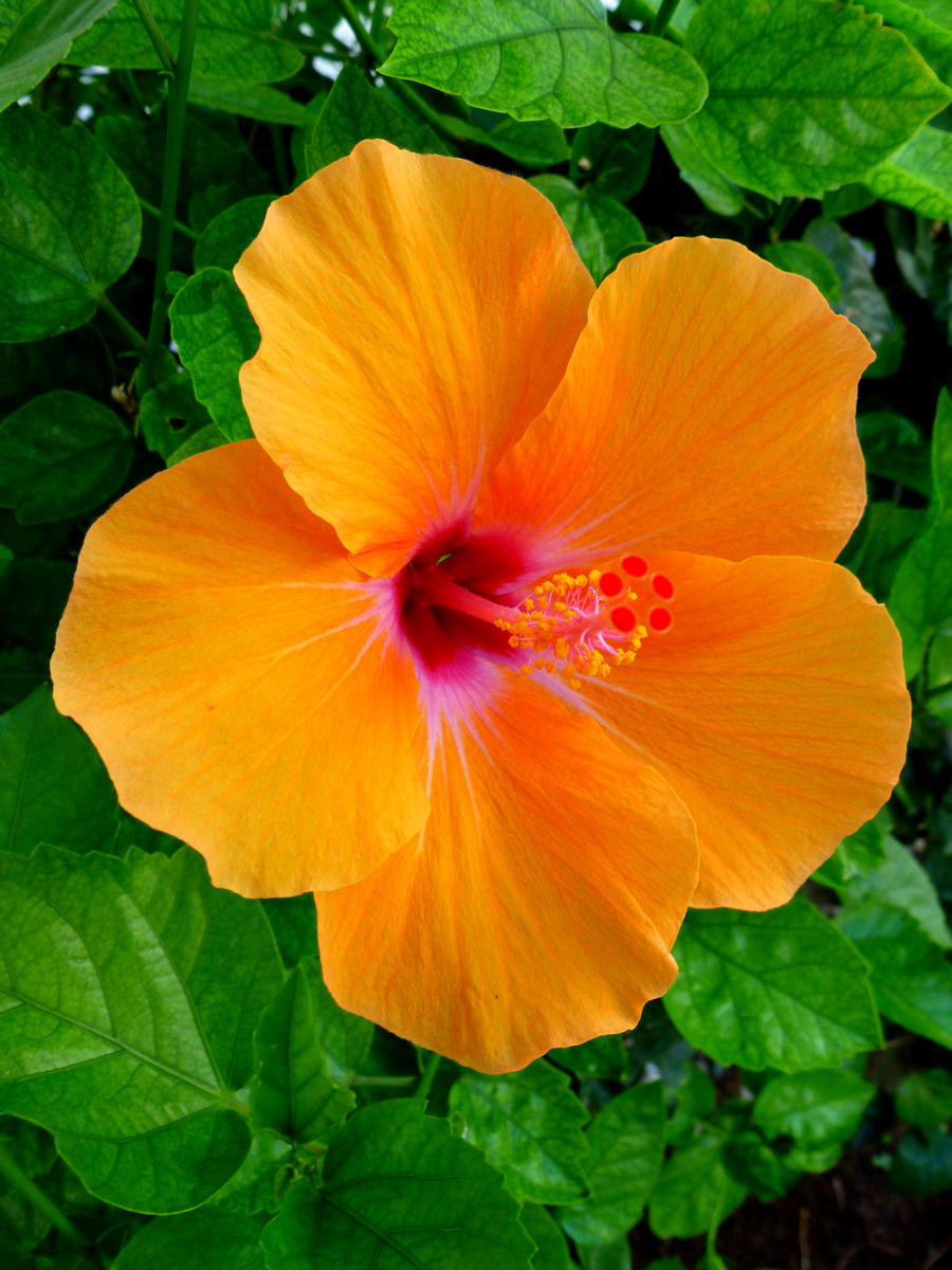Hawaiian Hibiscus by joeyartist on DeviantArt