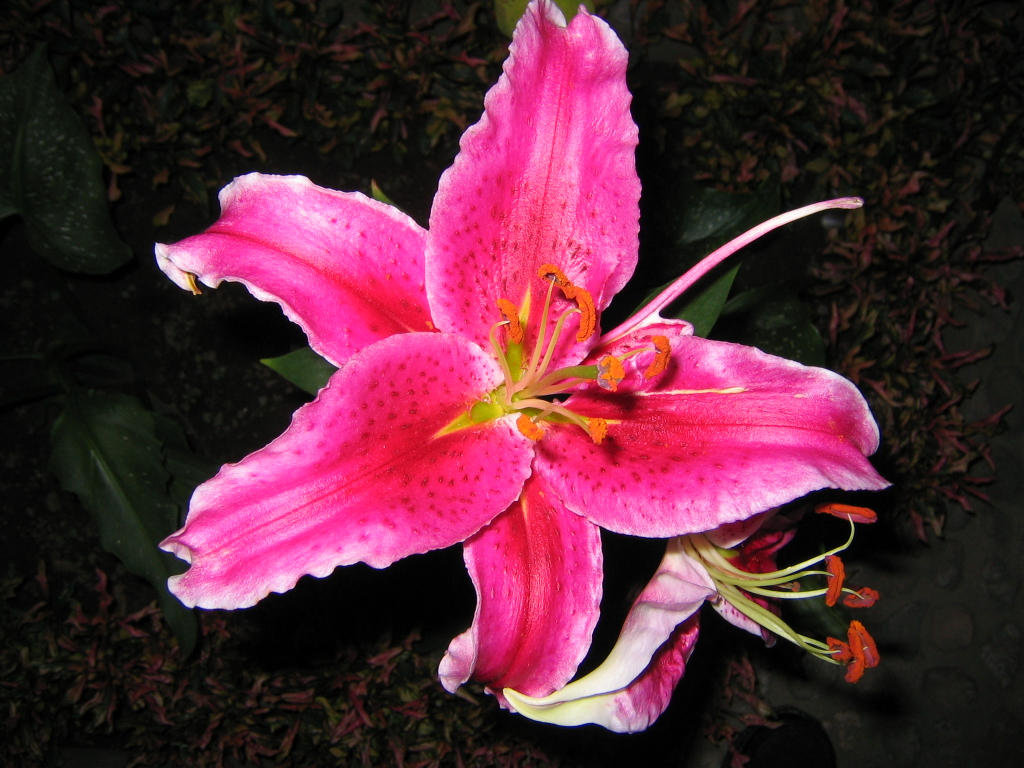 Pink Iris by danielsemper on deviantART